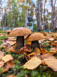 К празднику иконы Божией Матери «Неопалимая Купина»: памяти пожарных военного Мурмана 
